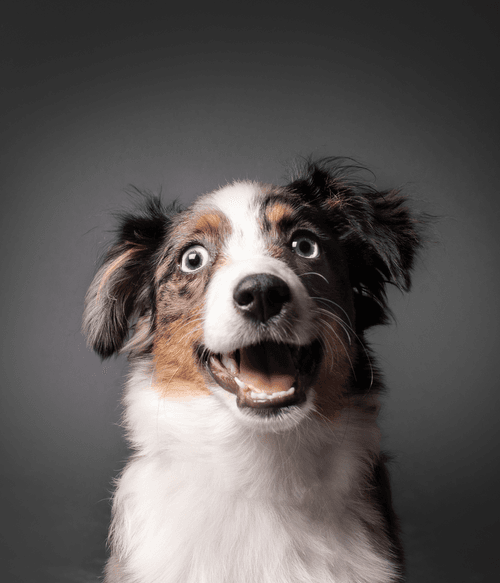 Miniature Australian Shepherd #DA170