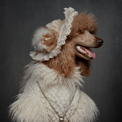 Madame de Poodle