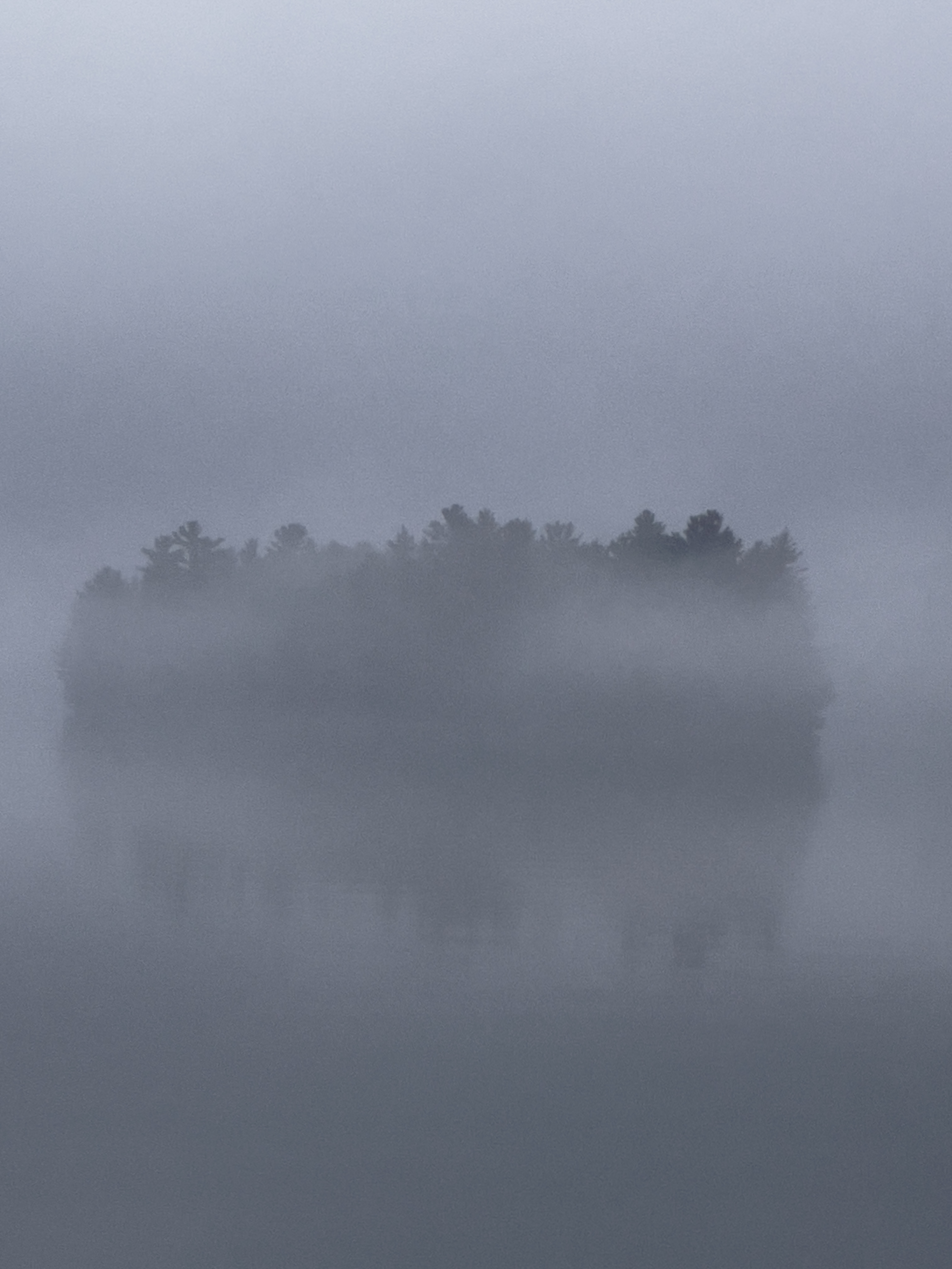 Misty Trees Series