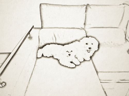 bichon diecarmat