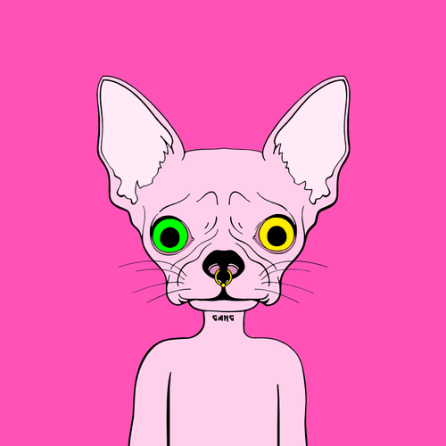 Chihuahua Gang GiF Club