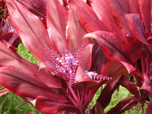Magenta Dream