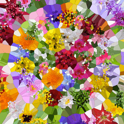 Poisson Bouquet collection image