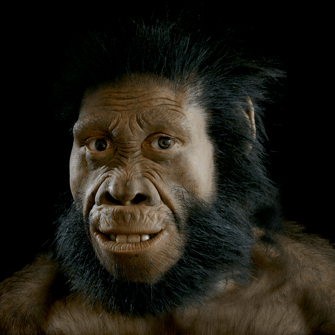 Australopithecus sediba: Hominin #7