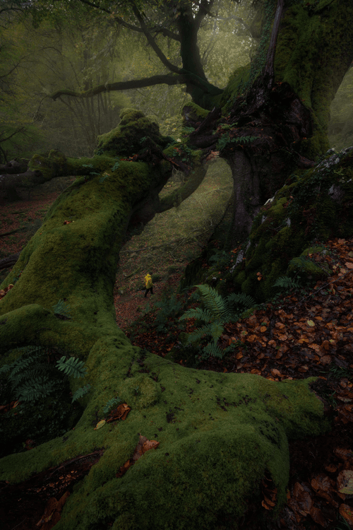 Fairy tale land