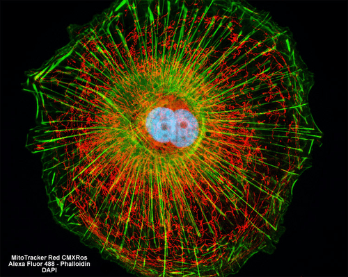 Fluorescent Cells