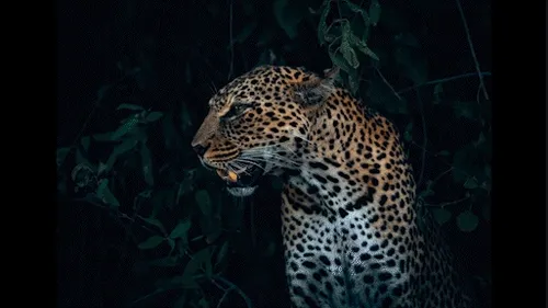 Remember the Wild
