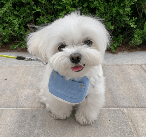 hi ggung!