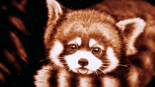 Cute Red Panda
