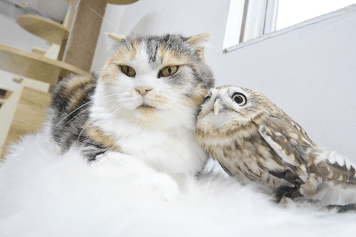 cat & owl photograph #84