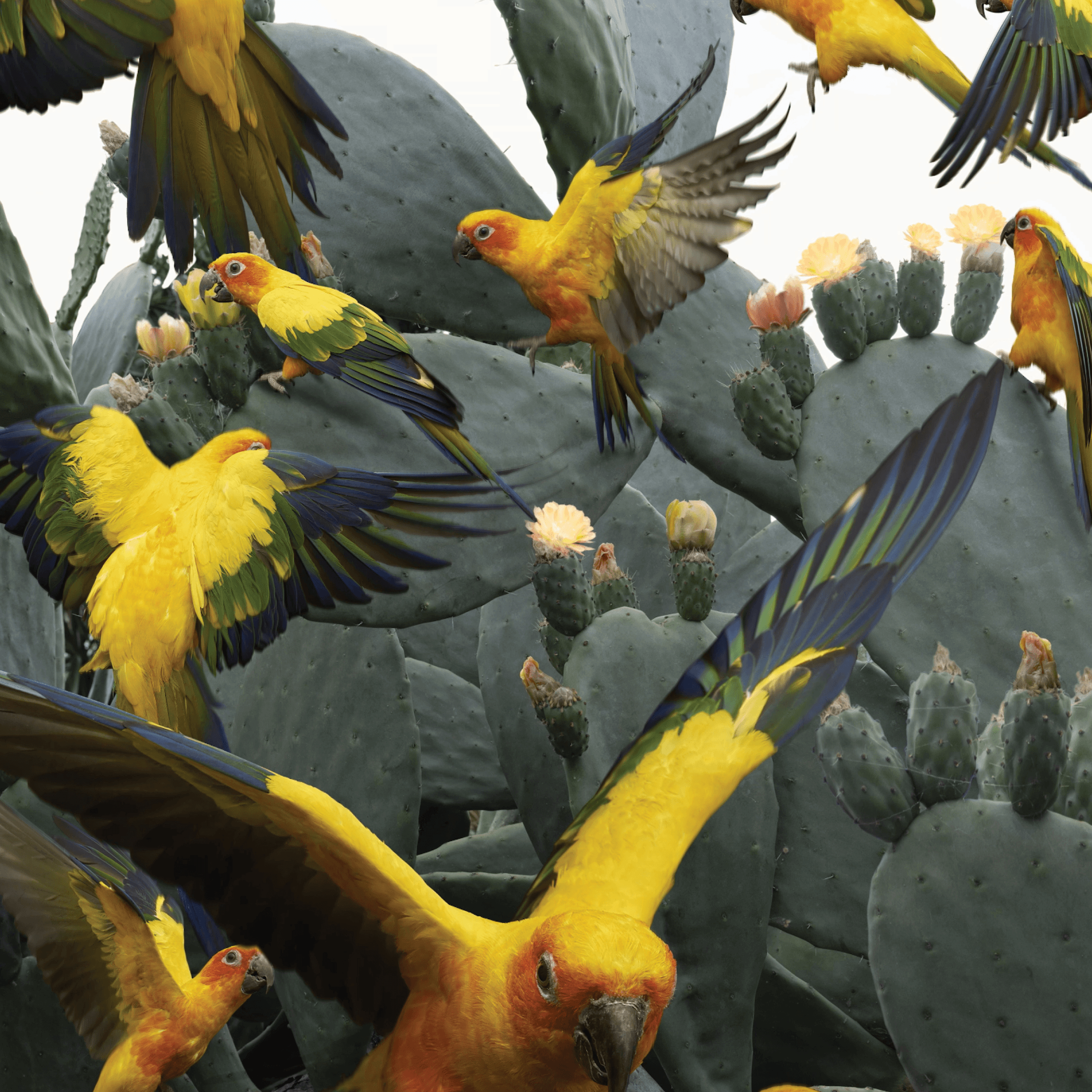 Birdscape Series 1 by Gary Heery