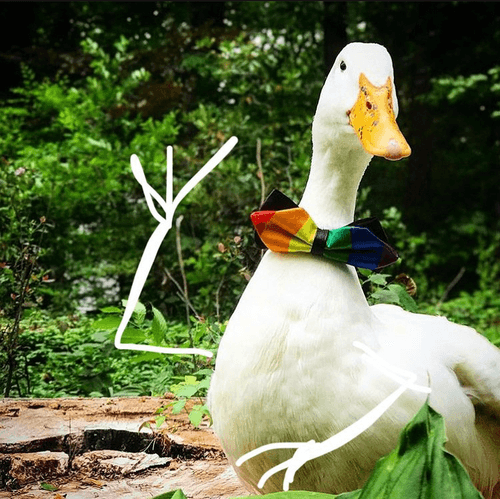 Bird Arms