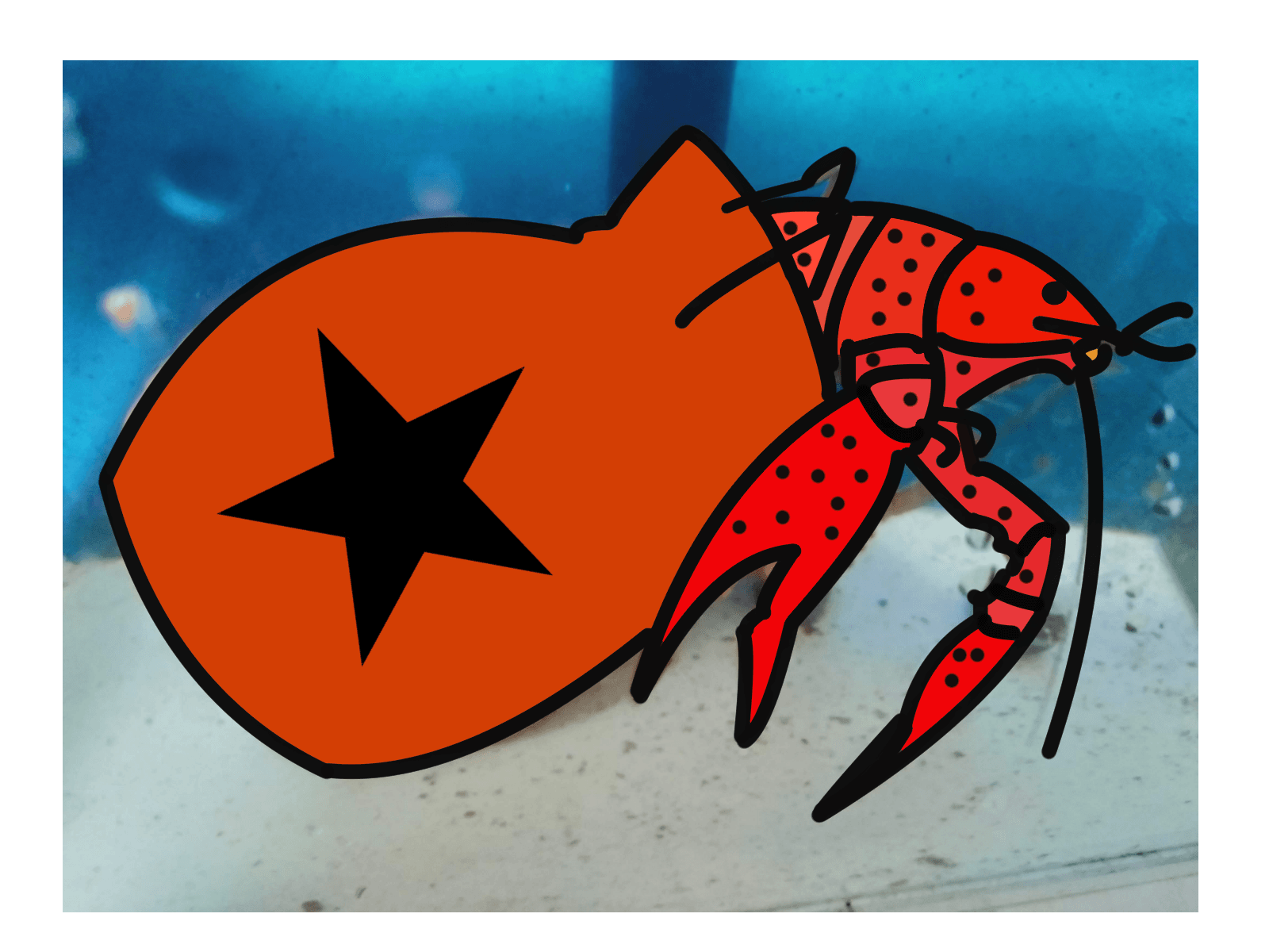 Black Star Crayfish