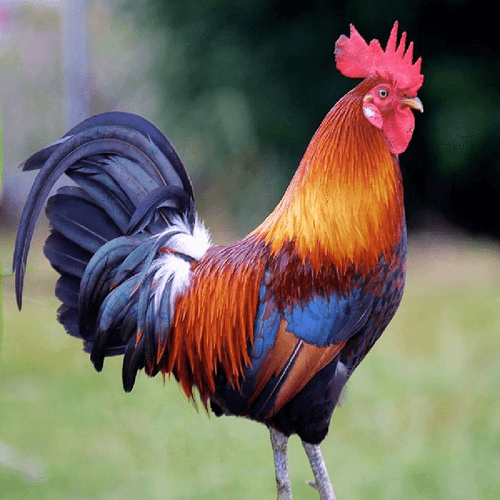 JustACock