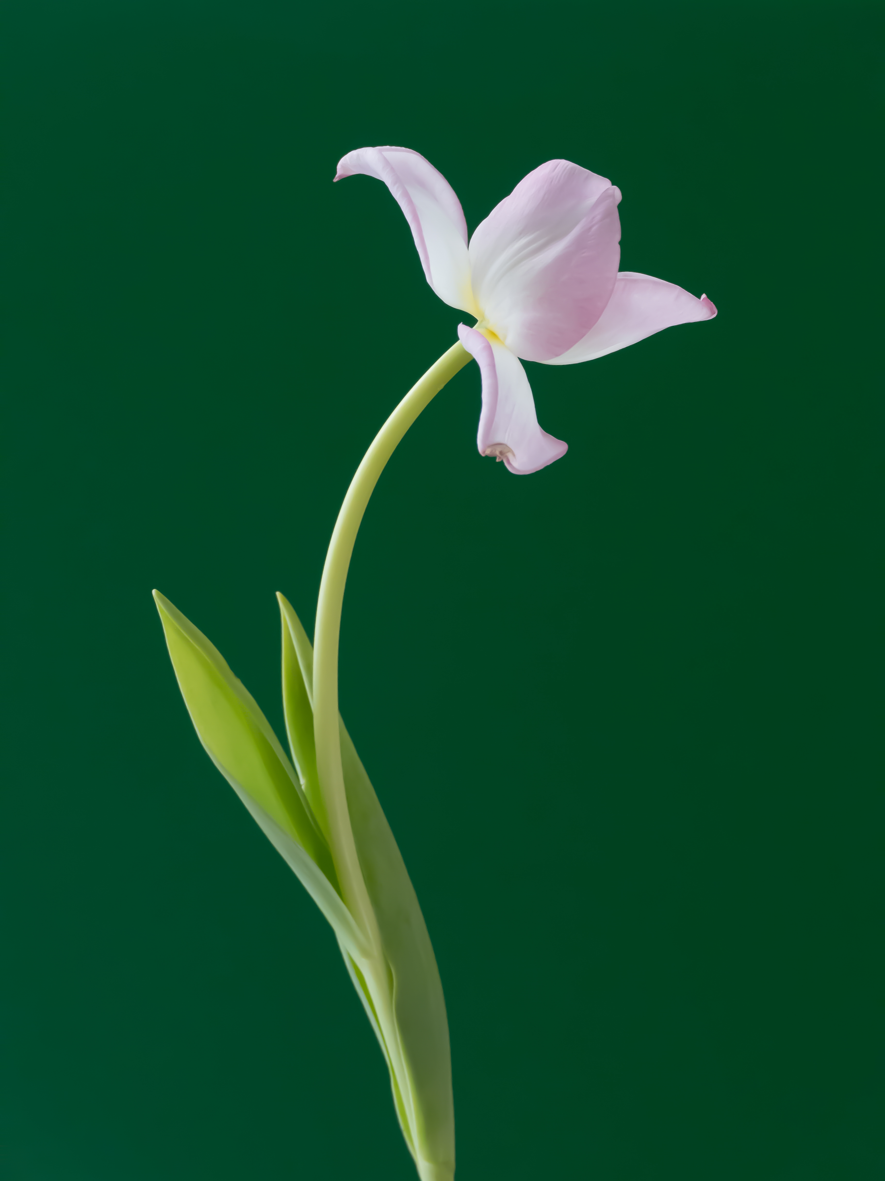 Tulip 1637 [6]