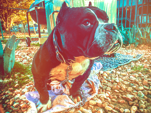 Cupcake The Mini Bully!!!