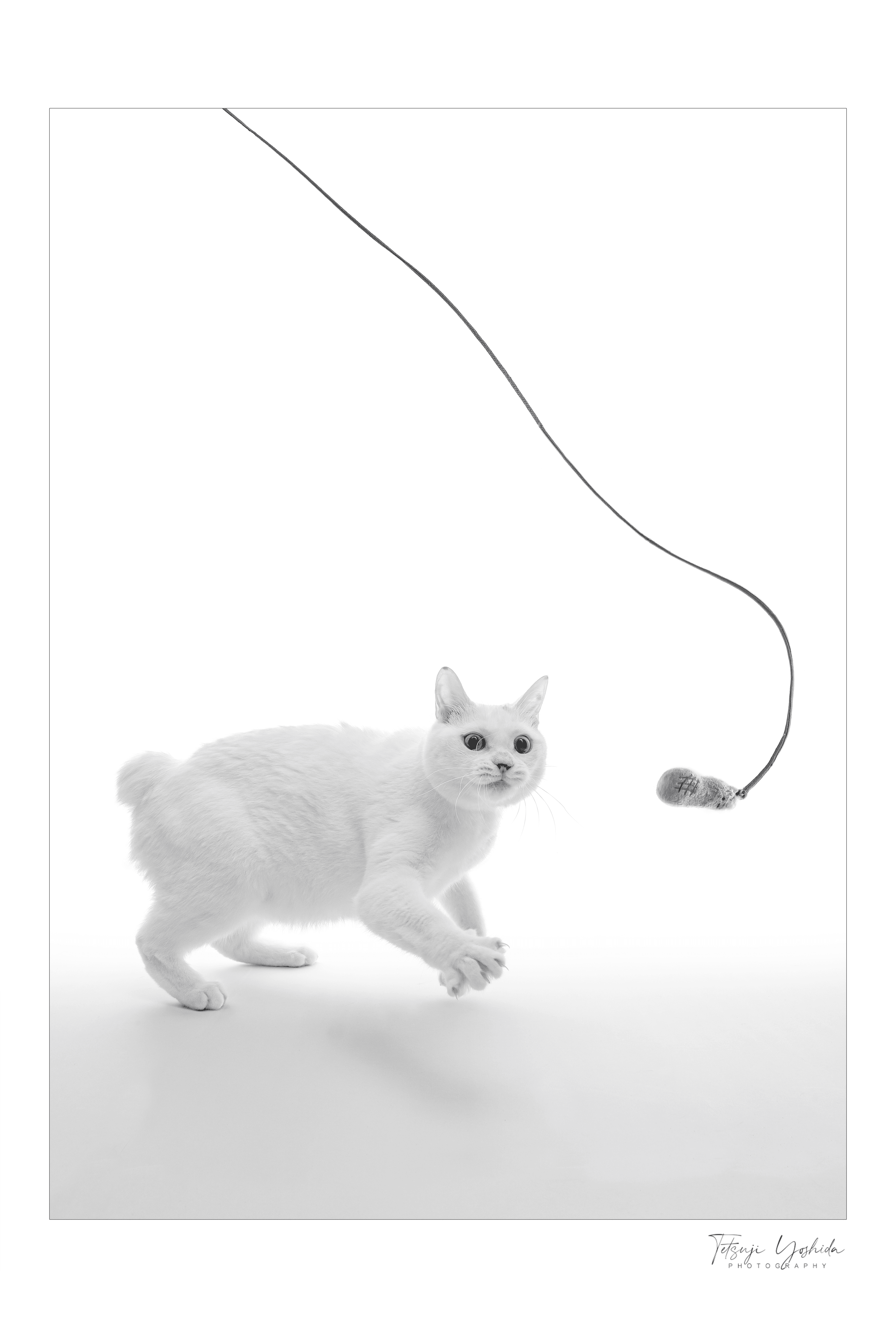 Teto the white cat "Chasing"
