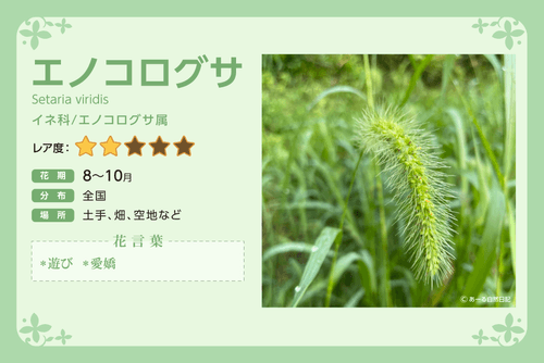Enokorogusa_Description_JPN