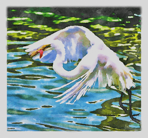 Watercolor Great Egret 4