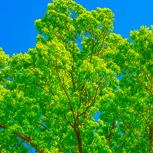 100 Trees