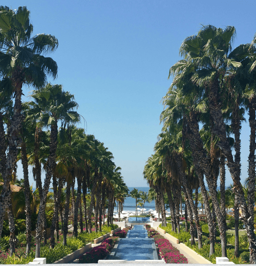 Palm Tree Bliss: Punta Mita