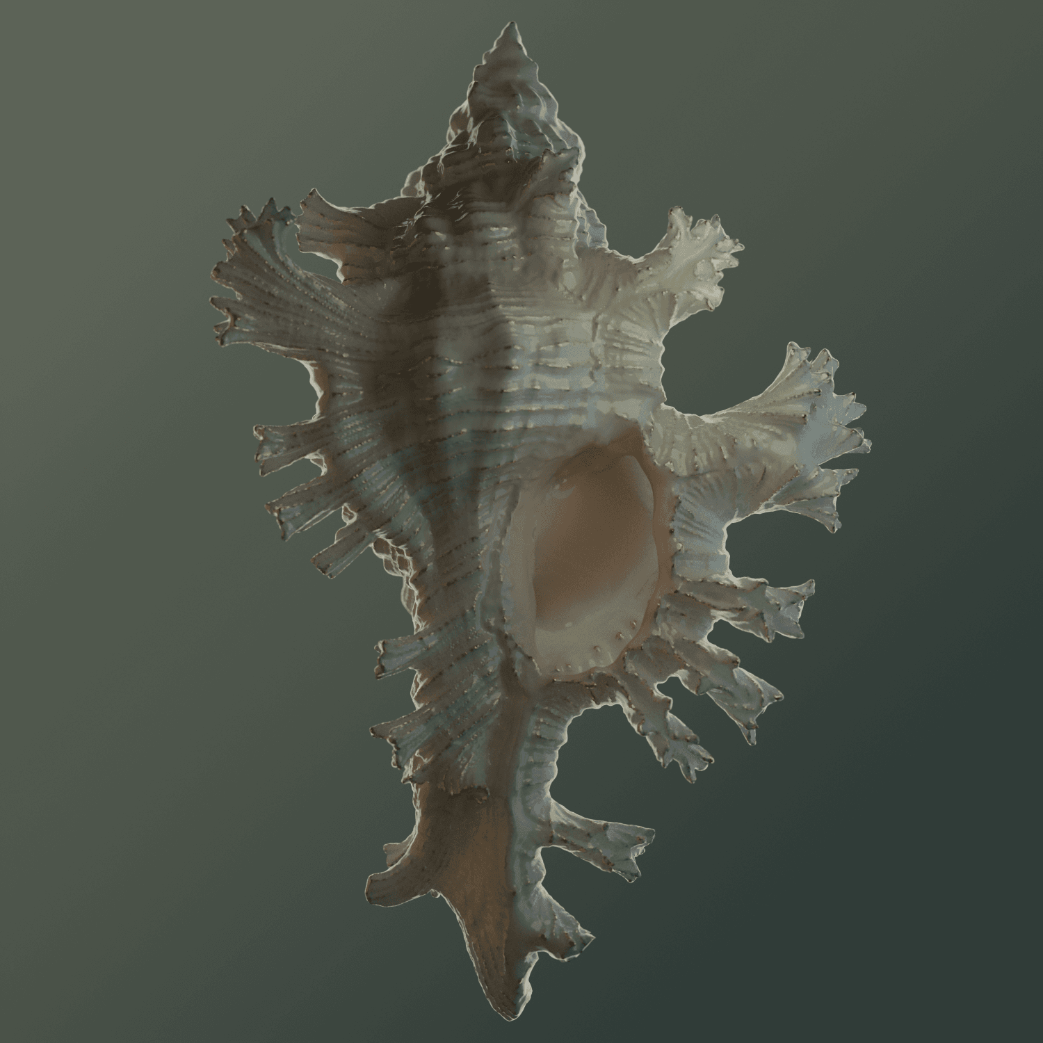 Seashell 001 Deep sea