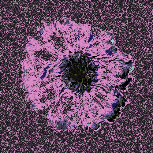 Gerbera Daisy Black