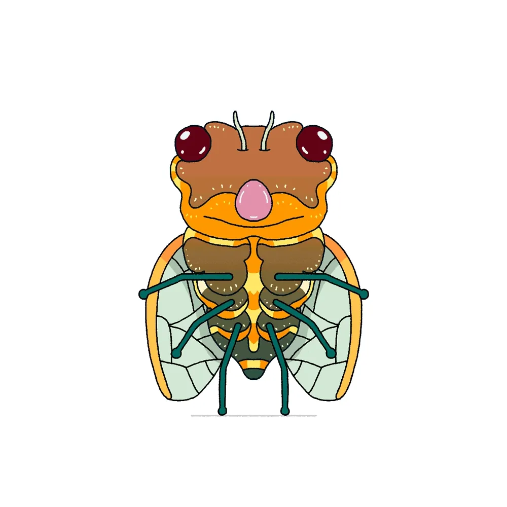 152. Cicada