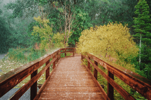 Rainy Boardwalk