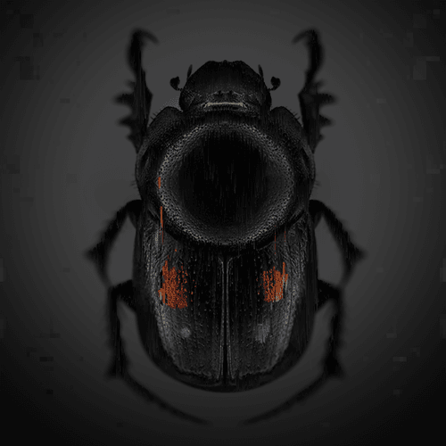 Mass Bug