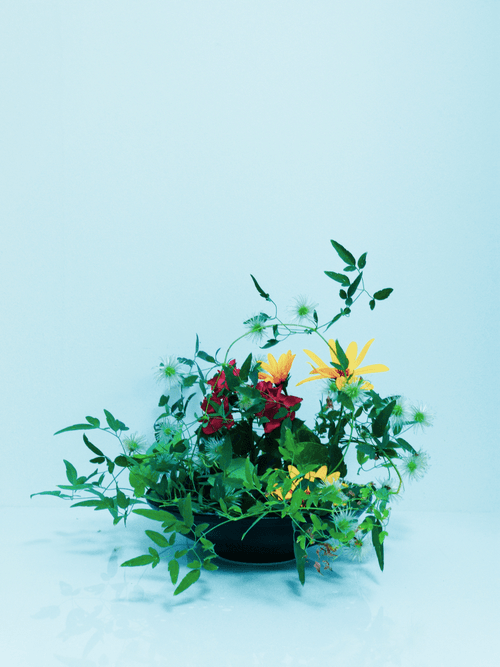 digital ikebana-mini garden