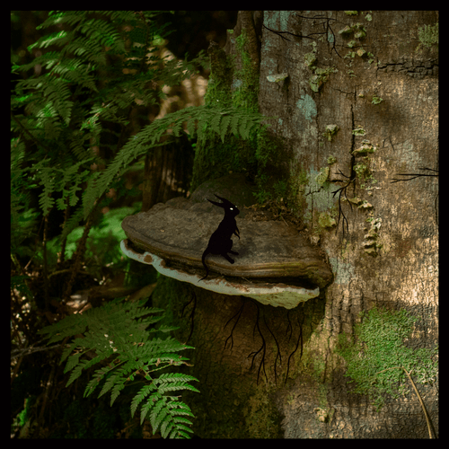 The Lookout