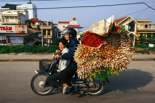 Bikes of Burden #3. Roses.