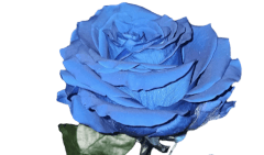 Digital Roses collection image