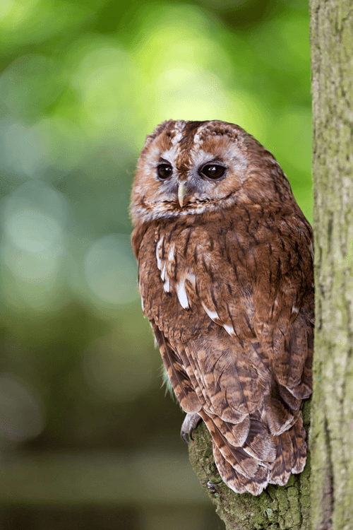 Tawny Owl