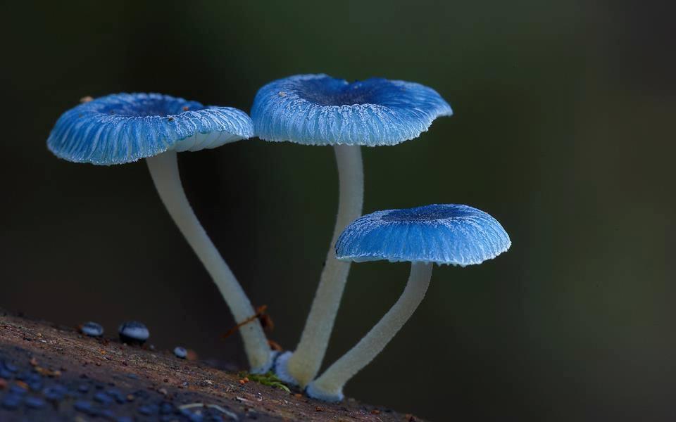 Mycena