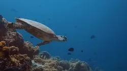 Turtle Friends. collection image