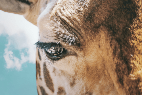 Unique Animal Photography
