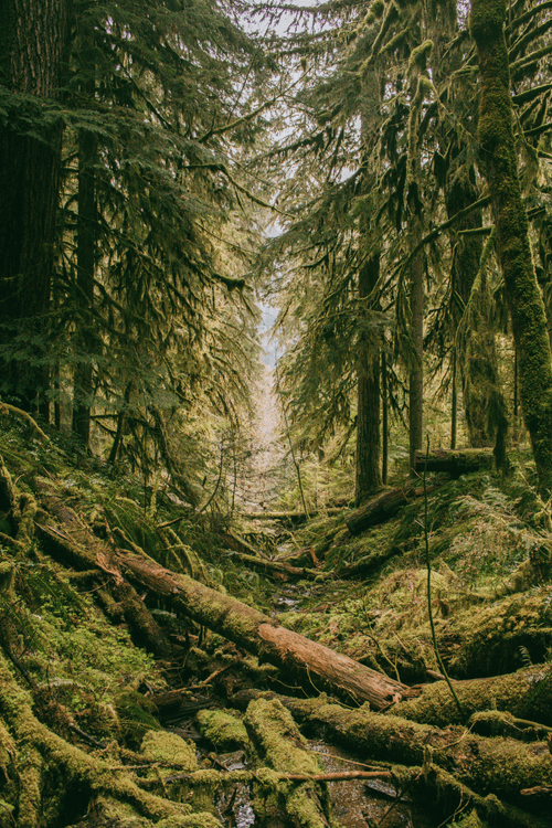 World trees2
