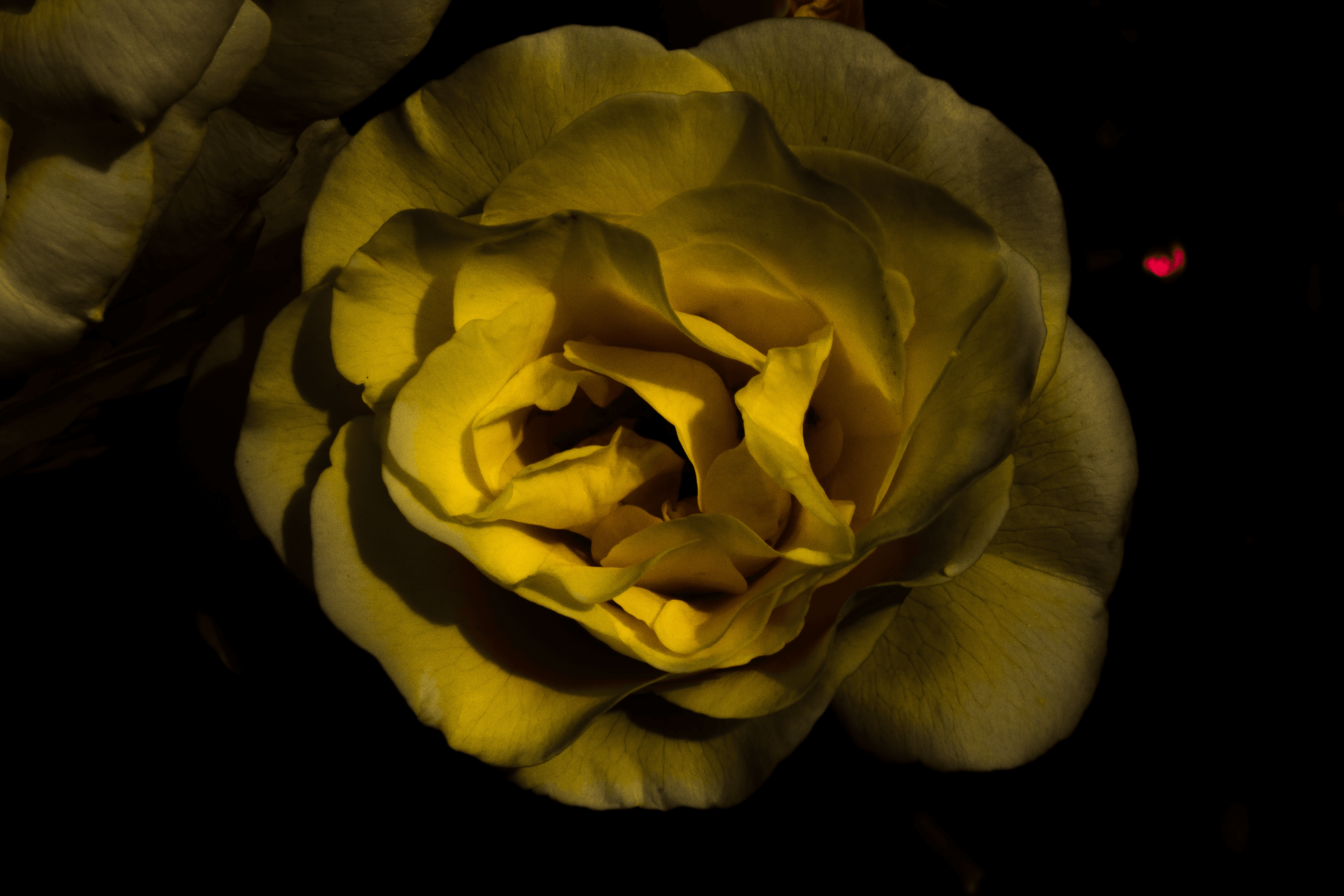 Shadow Yellow Rose
