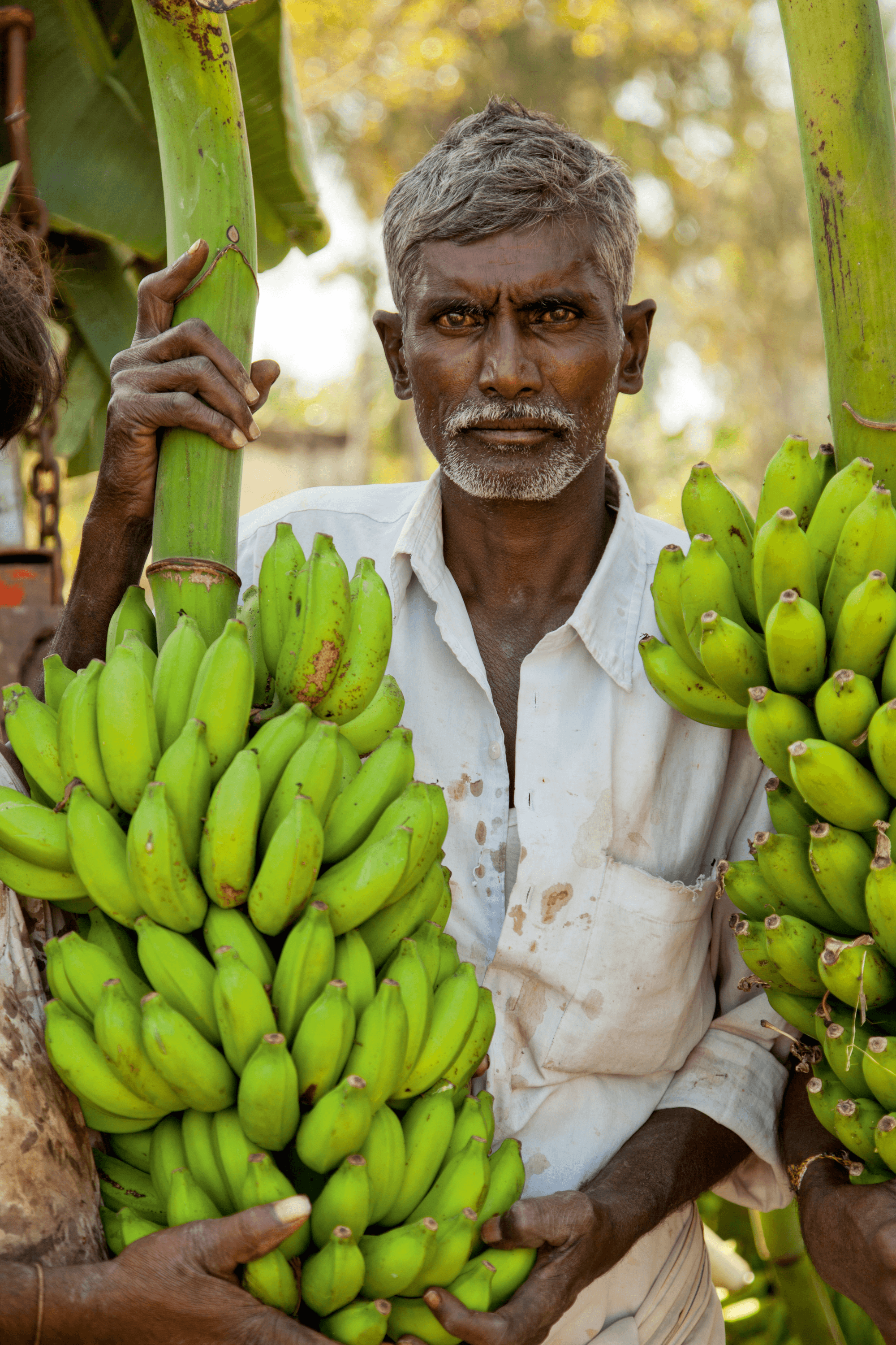 At the banana harvest, Karnataka #3/8