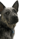 Jeffrey - The Australian Cattle Dog (Blue Heeler)