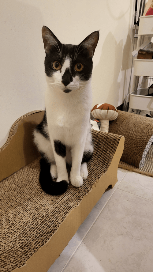 cute cat