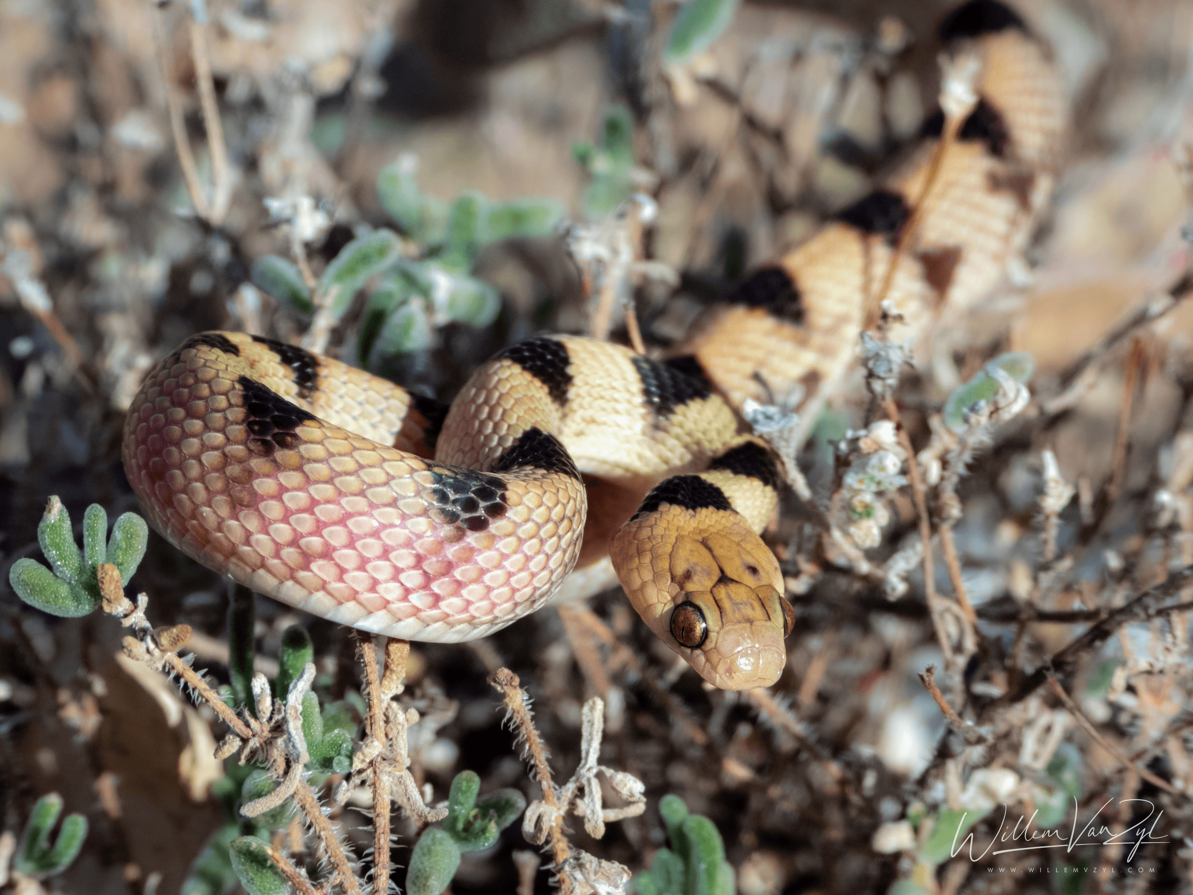 Beetz's Tiger Snake (Telescopus beetzii)
