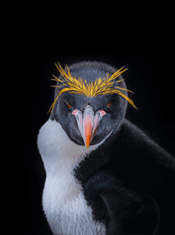 Macaroni Penguin Lovers collection image