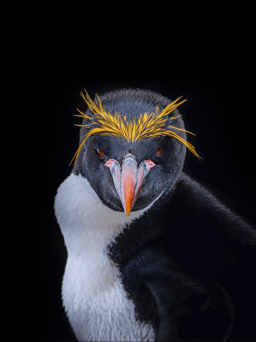 Macaroni Penguin Lovers