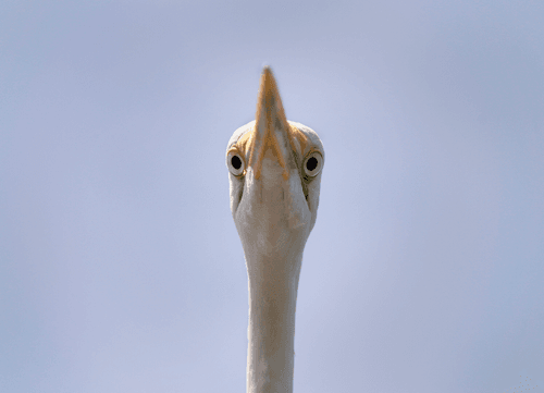 Great Egret Eyes