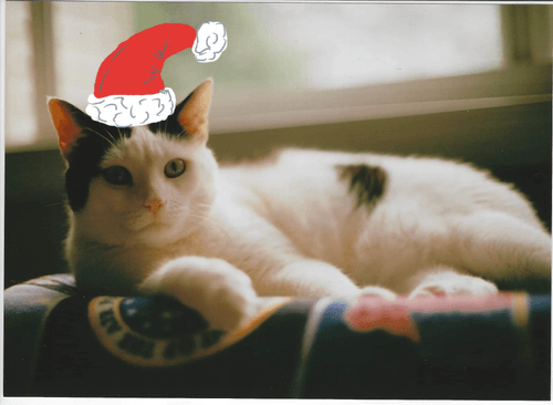 Christmas Cat