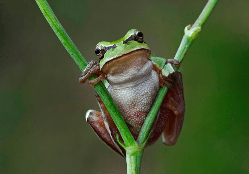 Pepe the Real Frog