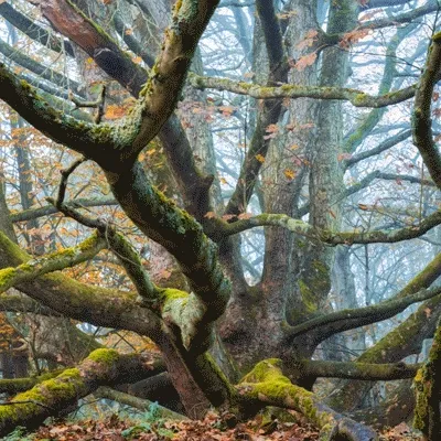 Fairy Forests by Albert Dros